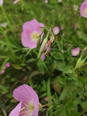 Oenothera speciosa