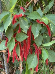 Acalypha hispida
