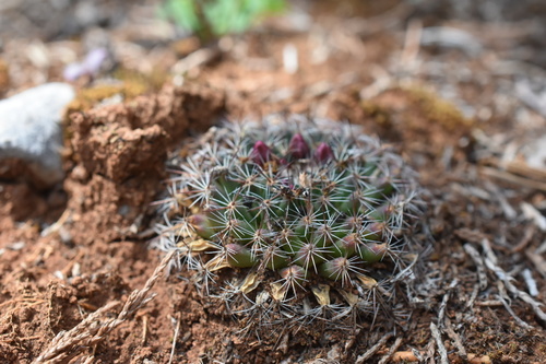 Mammillaria occulta