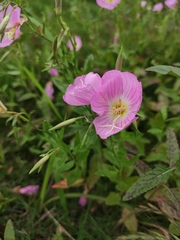 Oenothera speciosa