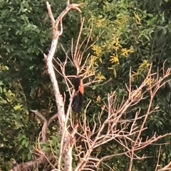 Centropus sinensis