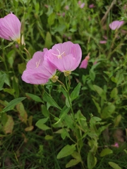 Oenothera speciosa