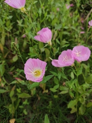 Oenothera speciosa