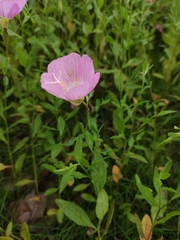 Oenothera speciosa