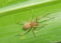 Cheiracanthium inclusum