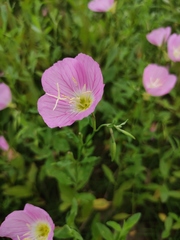 Oenothera speciosa