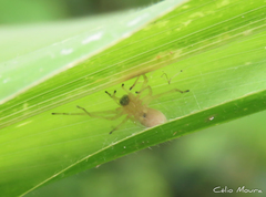Cheiracanthium inclusum