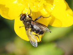 Rhinomorinia sarcophagina