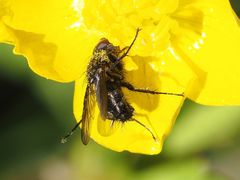 Rhinomorinia sarcophagina