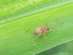 Cheiracanthium inclusum
