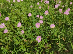 Oenothera speciosa