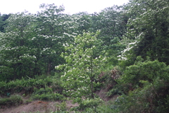 Alniphyllum fortunei