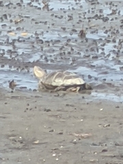 Malaclemys terrapin centrata