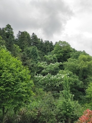Alniphyllum fortunei