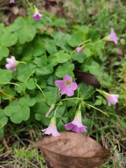 Oxalis debilis