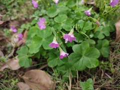 Oxalis debilis