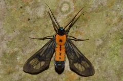 Sarosa notata