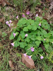 Oxalis debilis