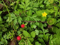 Potentilla indica