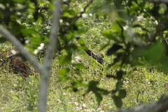 Passerina cyanea