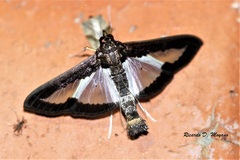 Diaphania elegans