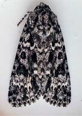 Acronicta impressa