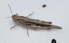 Aiolopus thalassinus dubius