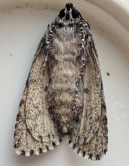 Acronicta impressa