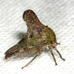 Glossonotus acuminatus