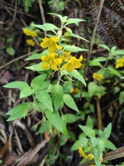 Lysimachia remota