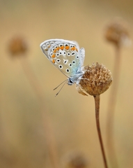Polyommatus celina