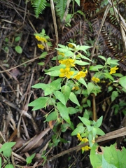Lysimachia remota