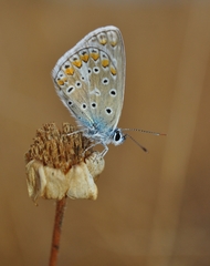 Polyommatus celina