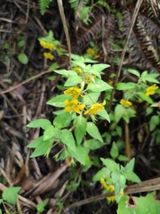Lysimachia remota