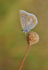 Polyommatus celina