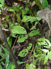 Rubus hirsutus