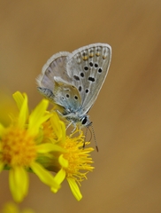 Polyommatus celina