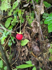 Rubus hirsutus
