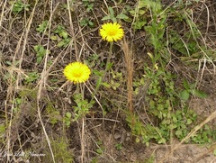 Hysterionica jasionoides
