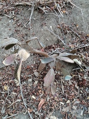 Opuntia decumbens