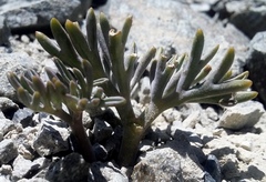 Lignocarpa carnosula