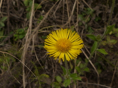 Hysterionica jasionoides