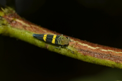 Amblyscarta inca