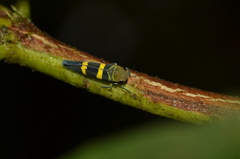 Amblyscarta inca