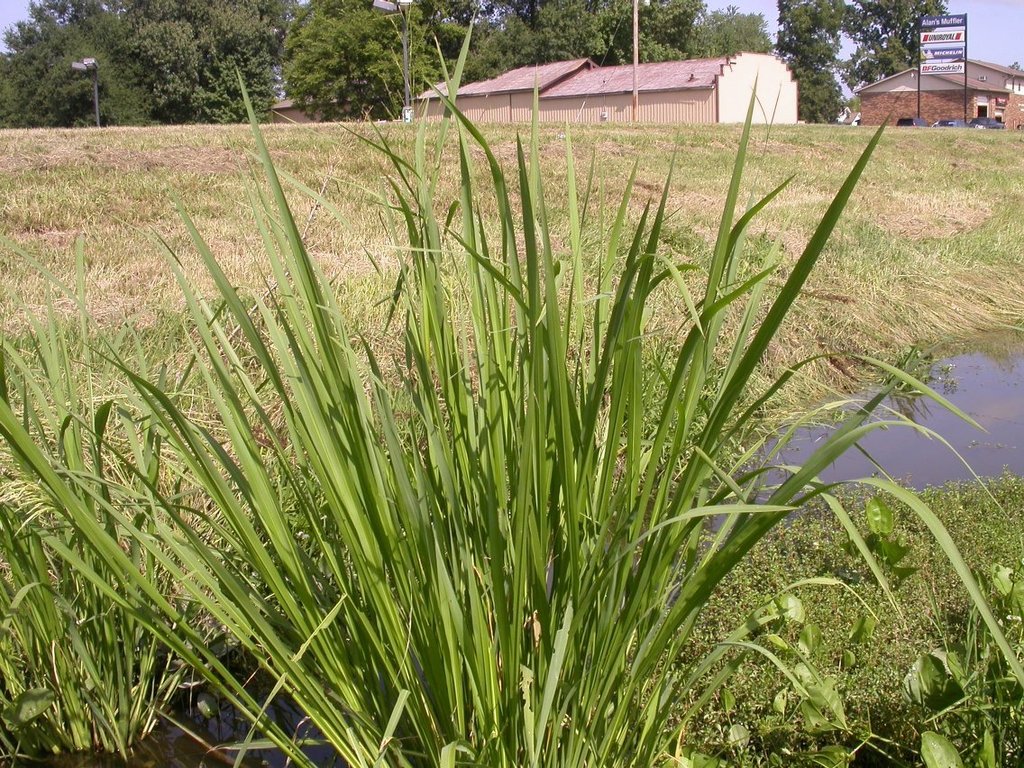 Southern Wild Rice (MatBio: GRASSES, SEDGES & RUSHES - Matanzas ...
