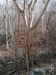 Ficus petiolaris