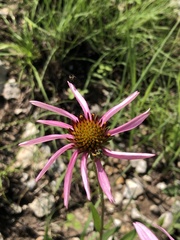 Echinacea paradoxa neglecta