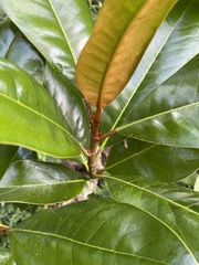 Corynocarpus laevigatus