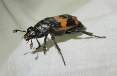 Nicrophorus mexicanus