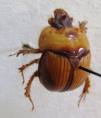 Bolbocerosoma tumefactum